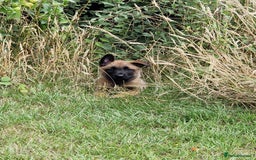 Belgian Shepherd Dog dogs for sale: Malinois Puppy for Sale - Pure, Healthy, KC Regist - Image 10