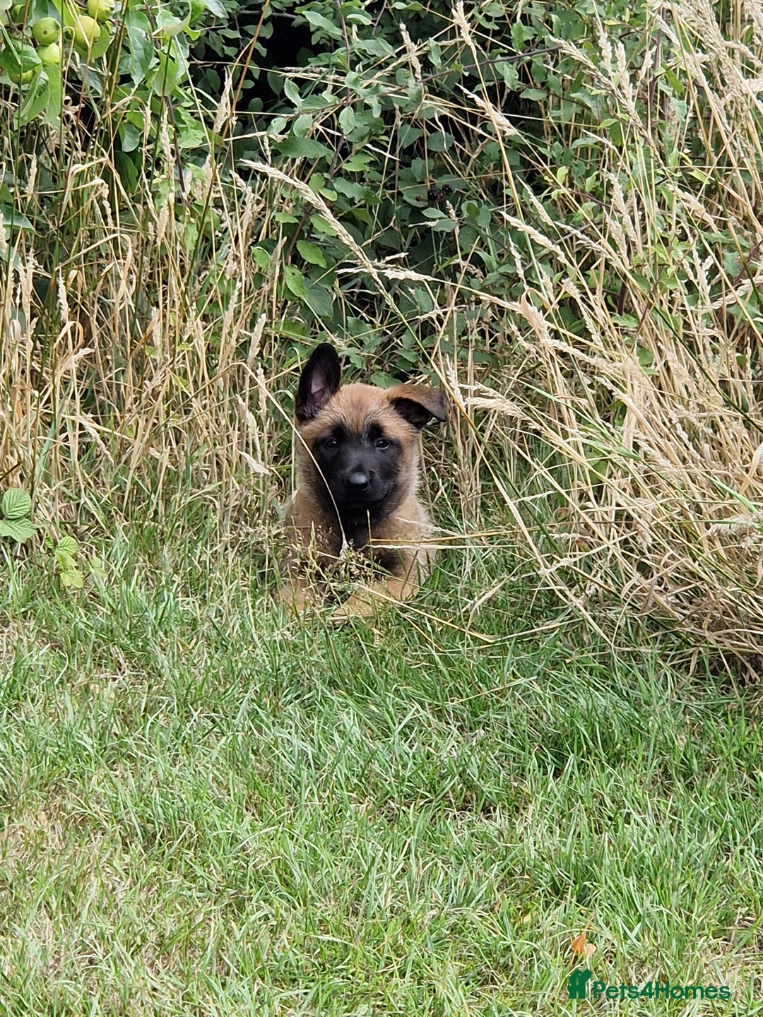 Belgian Shepherd Dog dogs for sale: Malinois Puppy for Sale - Pure, Healthy, KC Regist - Image 10