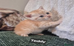 British Shorthair cats for sale: Beautiful British shorthair kittens - Image 21