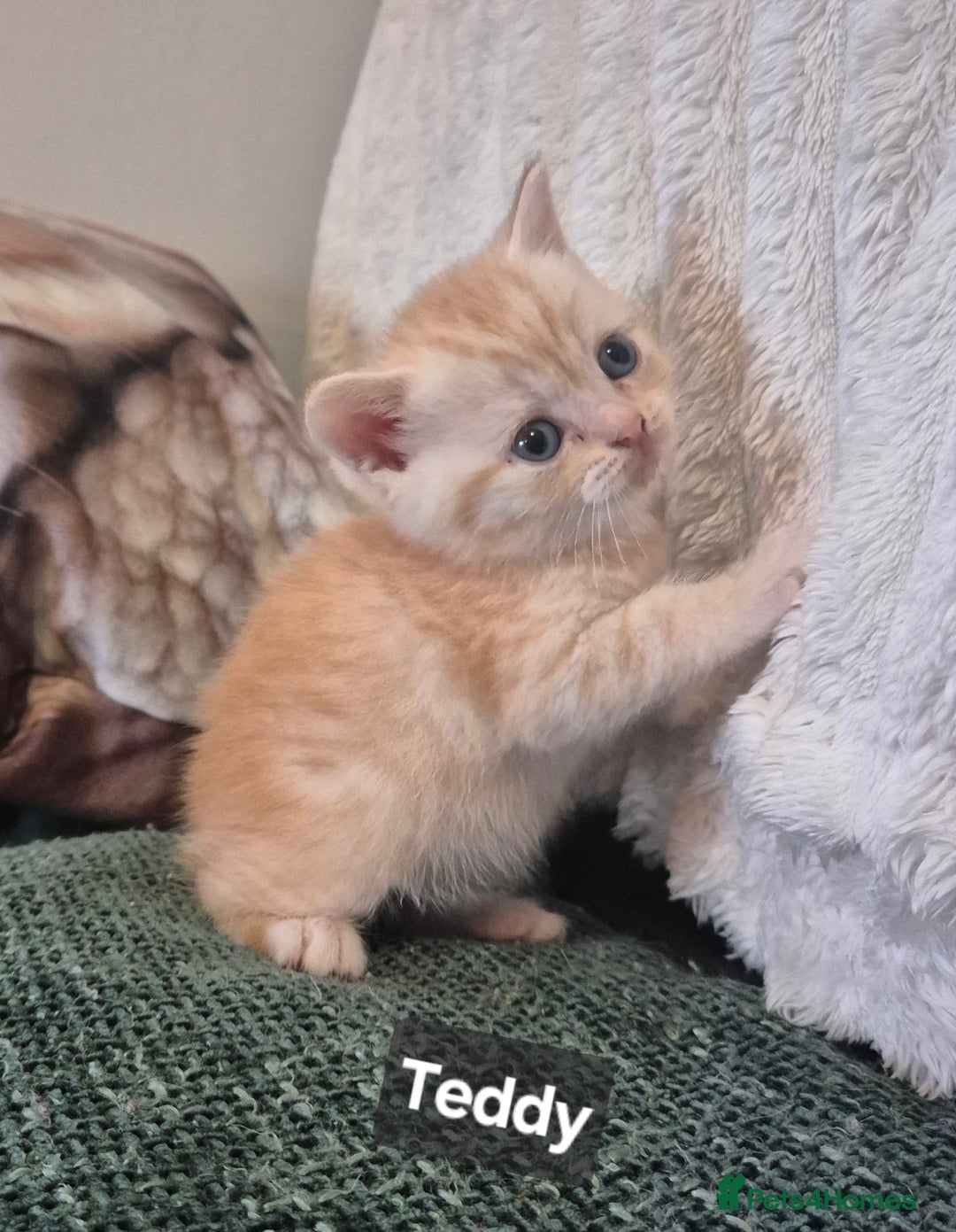 British Shorthair cats for sale: Beautiful British shorthair kittens - Image 21