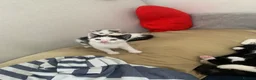 Mixed Breed cats for sale: Kittens looking for a lovable home.  - Advert 6