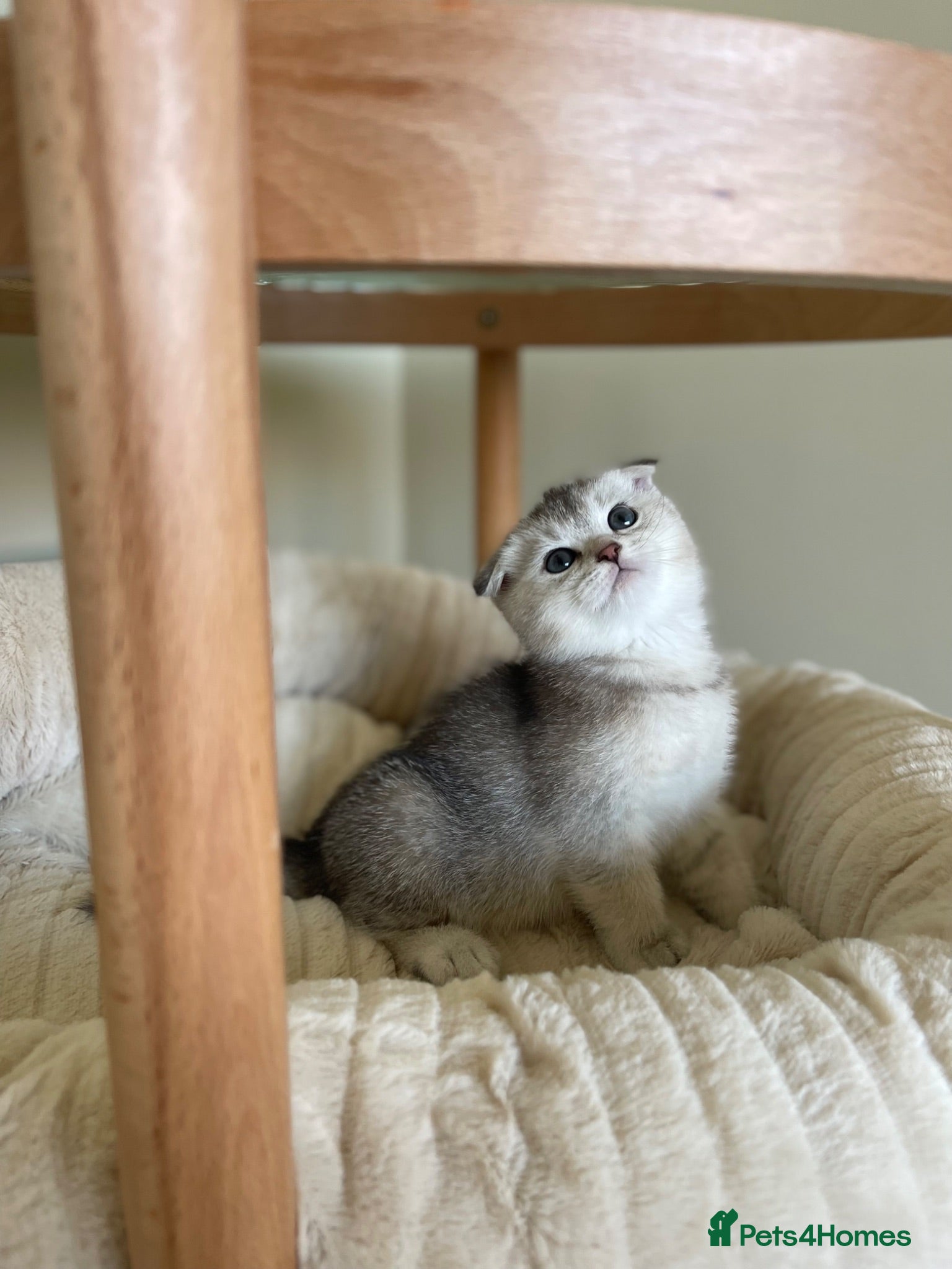 Scottish Fold cats 3 Unique Scottish Folds! - Advert 1