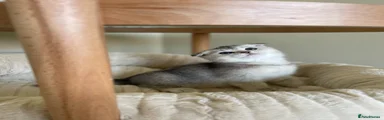 Scottish Fold 2
