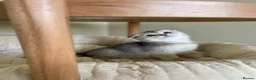 Scottish Fold cats for sale: 3 Unique Scottish Folds! - Advert 1