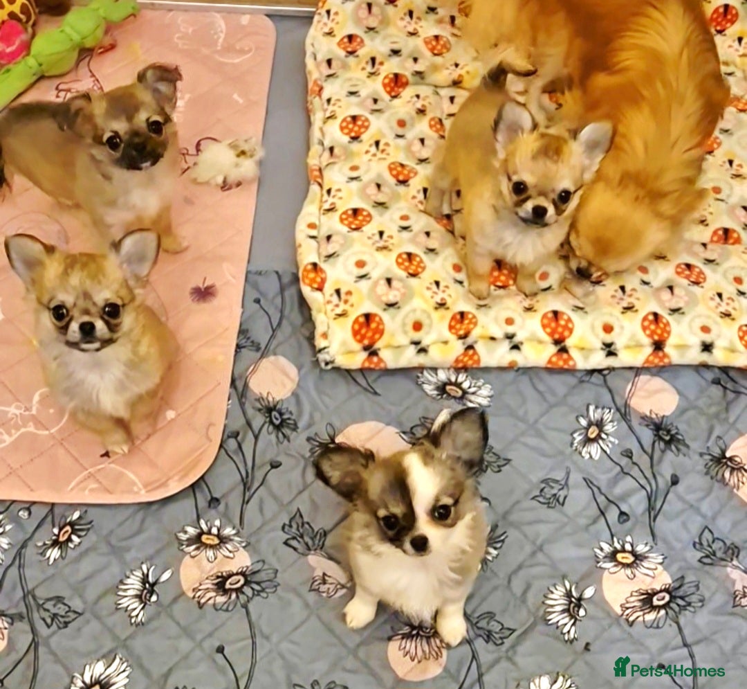 Chihuahua dogs for sale: KC registered Longcoat Chihuahuas - Image 3
