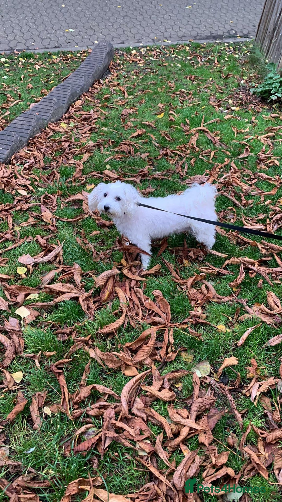 Bichon Frise dogs for sale: Cute little puppies 🩷🩷🩷 - Advert 14