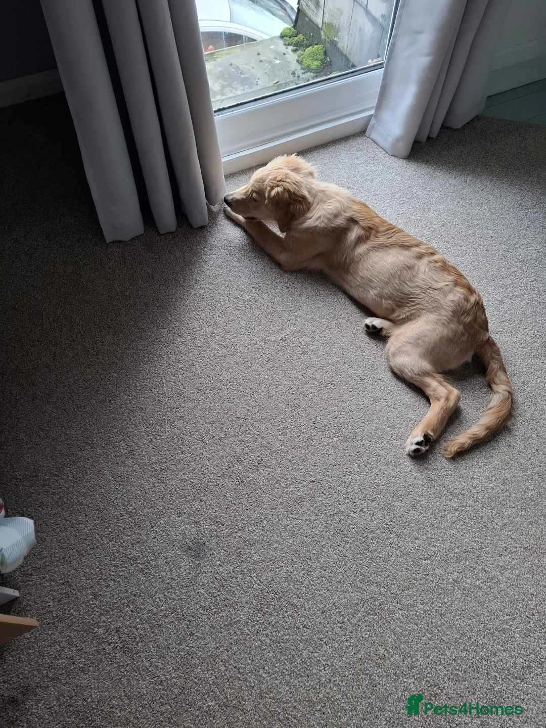 Golden Retriever dogs for sale: Golden retriever for sale in Tamworth - Advert 6