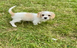 Cavapoo dogs for sale: Looking for forever homes - Image 12