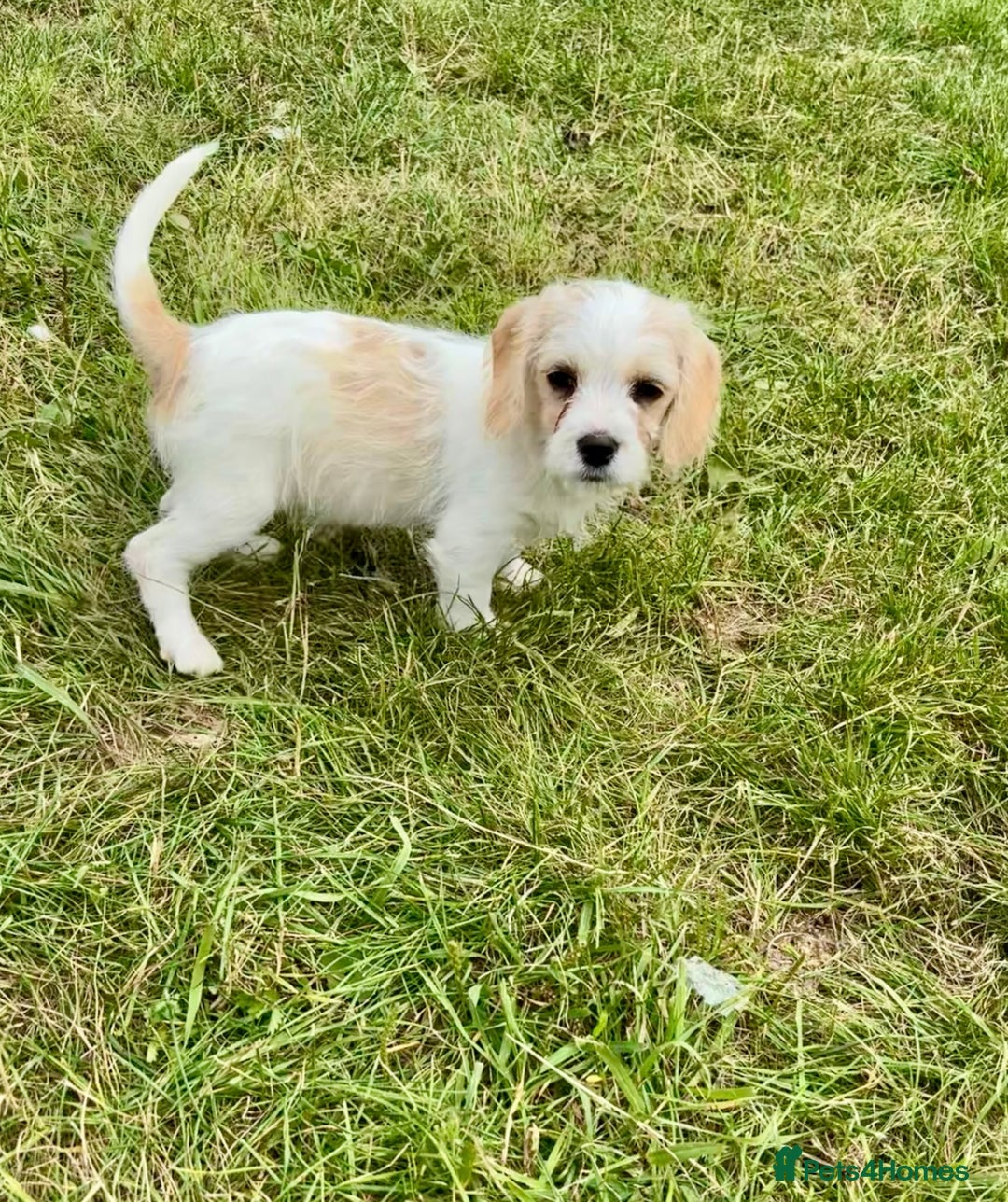 Cavapoo dogs for sale: Looking for forever homes - Image 12