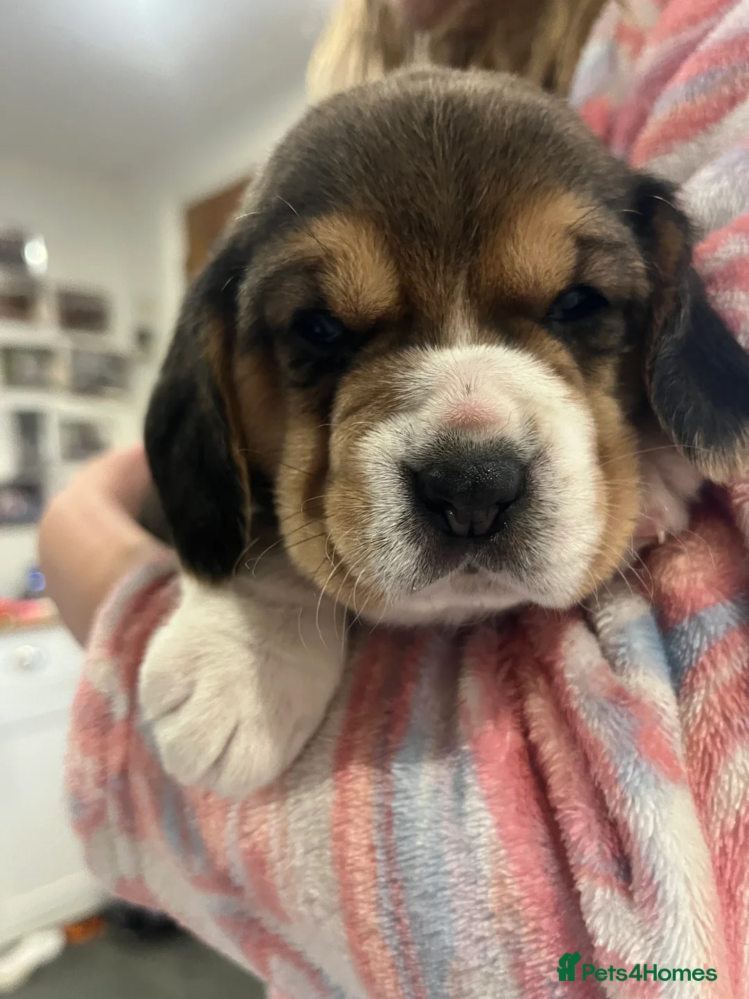 Beagle dogs for sale: Pedigree Beagle Puppies – Ready 7th February 2026  - Advert 10