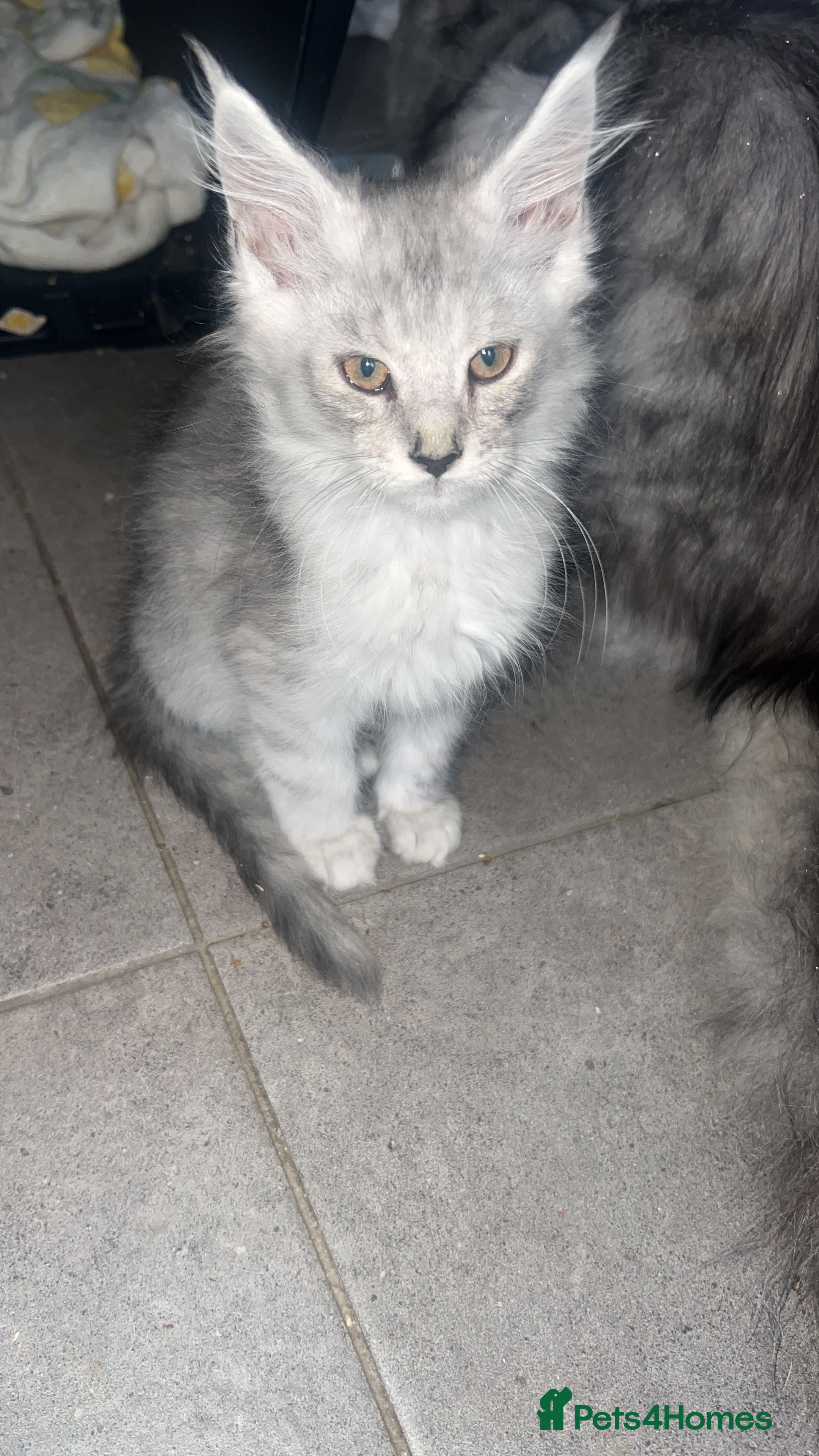Maine Coon cats for sale: LAST BEAUTIFUL MAINECOON KITTEN MALE - Advert 2