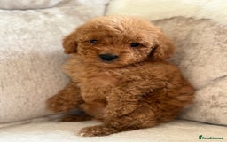 Miniature Poodle dogs for sale: 4 gorgeous miniature girl poodles - Advert 9