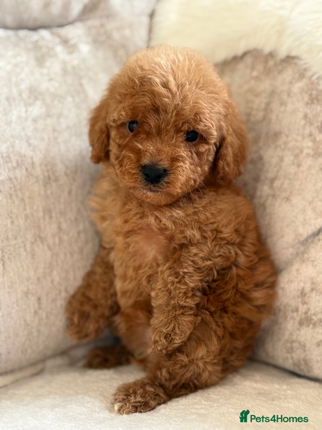 Miniature Poodle dogs for sale: 4 gorgeous miniature girl poodles - Advert 9