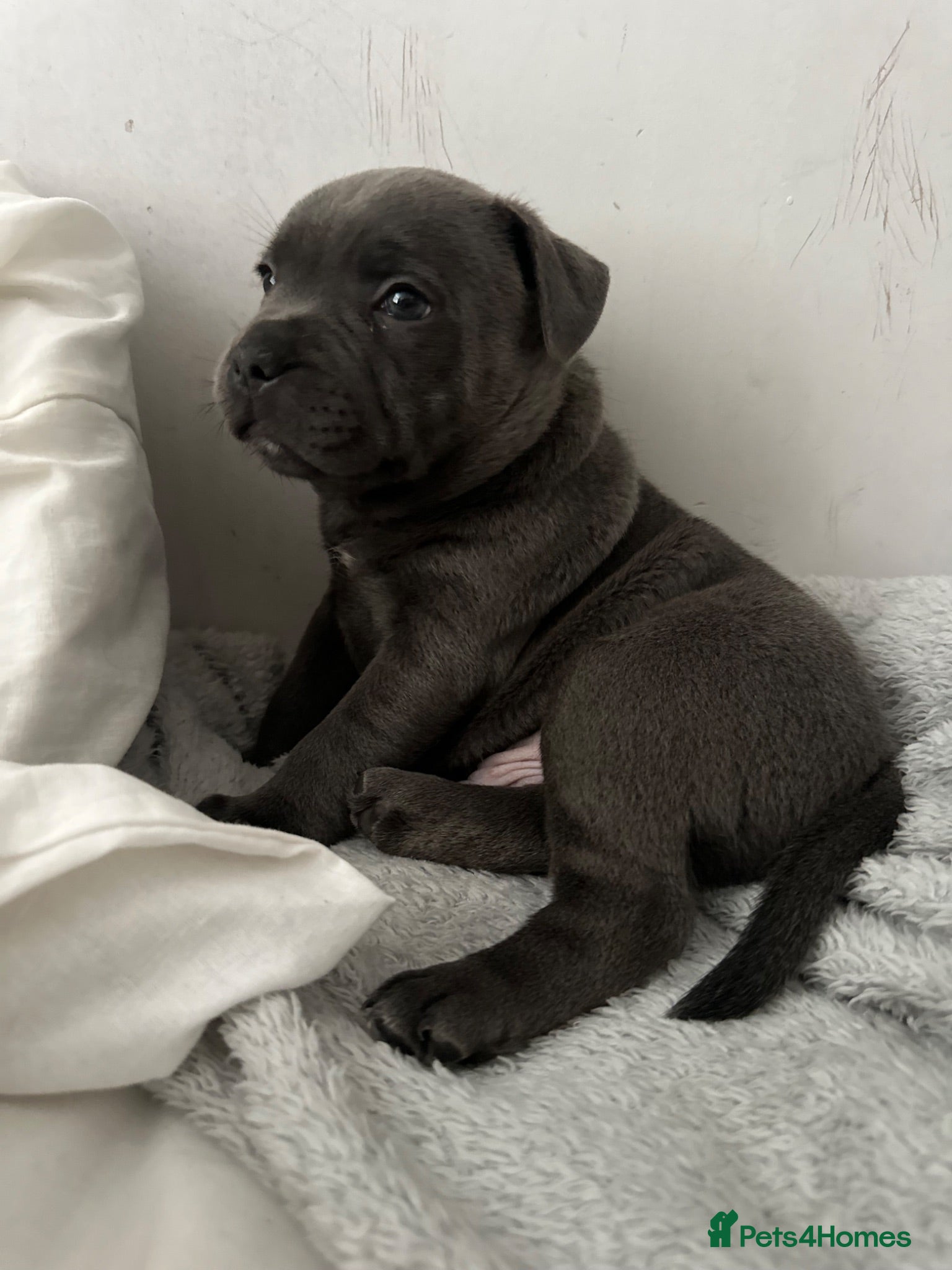 Staffordshire Bull Terrier dogs Gorgeous blue KC Staffy Pups *Champion Bloodlines* - Advert 2