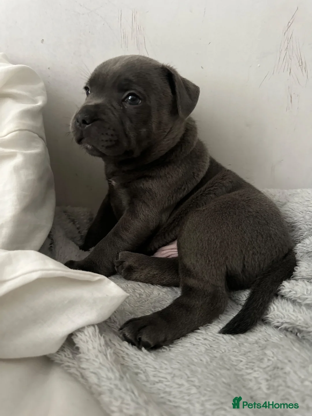 Staffordshire Bull Terrier dogs for sale: Gorgeous blue KC Staffy Pups *Champion Bloodlines* - Advert 2