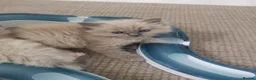 Ragdoll cats for sale: Traditional & Cherubim Ragdoll Kittens -  TICA - Advert 16