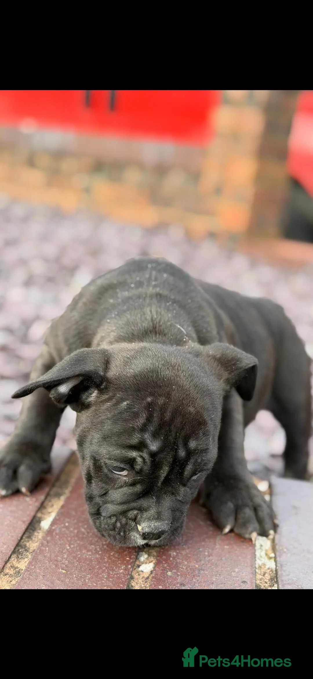 Dorset Olde Tyme Bulldogge dogs for sale: Last of the litter  - Advert 3