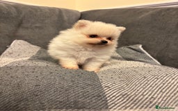 Pomeranian dogs for sale: Gorgeous Pomeranian puppies - Image 17