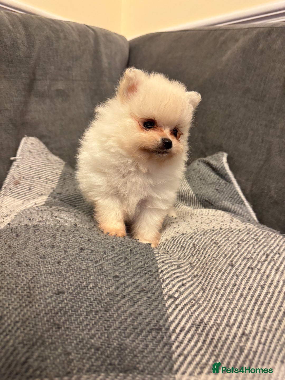Pomeranian dogs for sale: Gorgeous Pomeranian puppies - Image 17