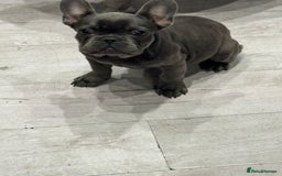 French Bulldog dogs for sale: French Bulldog Puppies - Ready Now  - Image 1