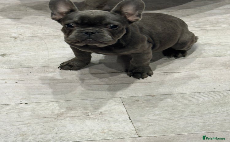 French Bulldog dogs - Advert 15