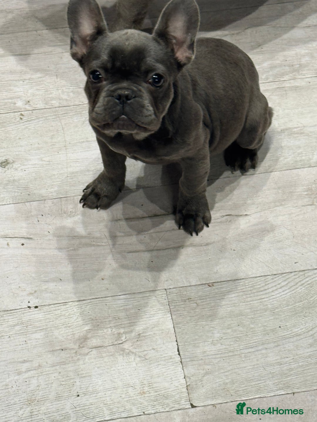 French Bulldog dogs for sale: French Bulldog Puppies - Ready Now  - Image 1