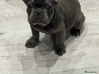 French Bulldog dogs - Advert 19