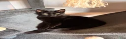 Domestic Shorthair cats for sale: Loving cat for rehome in Ashton-under-Lyne - Advert 2