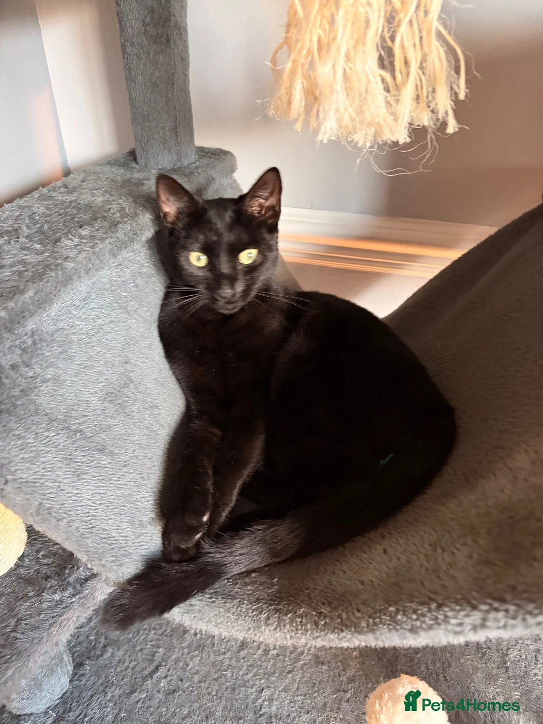 Domestic Shorthair cats for sale: Loving cat for rehome in Ashton-under-Lyne - Advert 2
