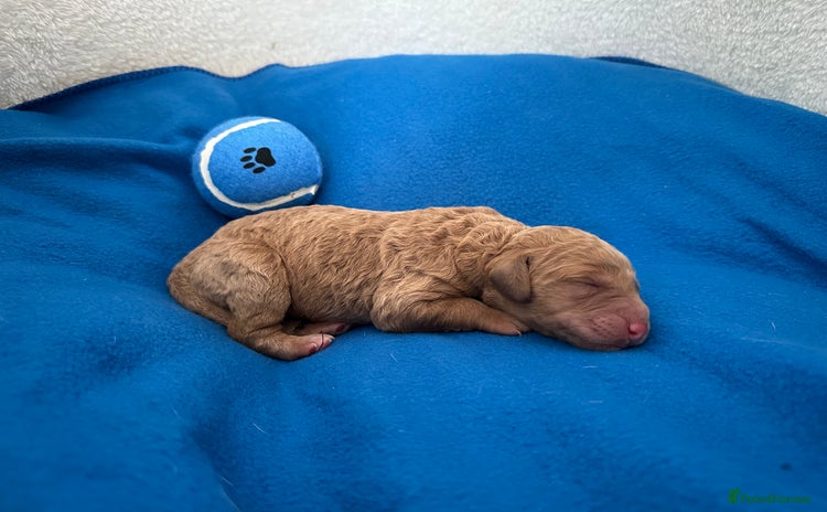 Labradoodle dogs - Advert 3