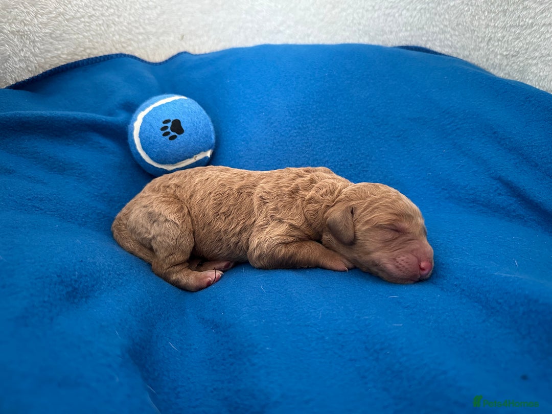 Labradoodle dogs for sale: Extensively Health Tested F1 Miniature Labradoodle - Image 1