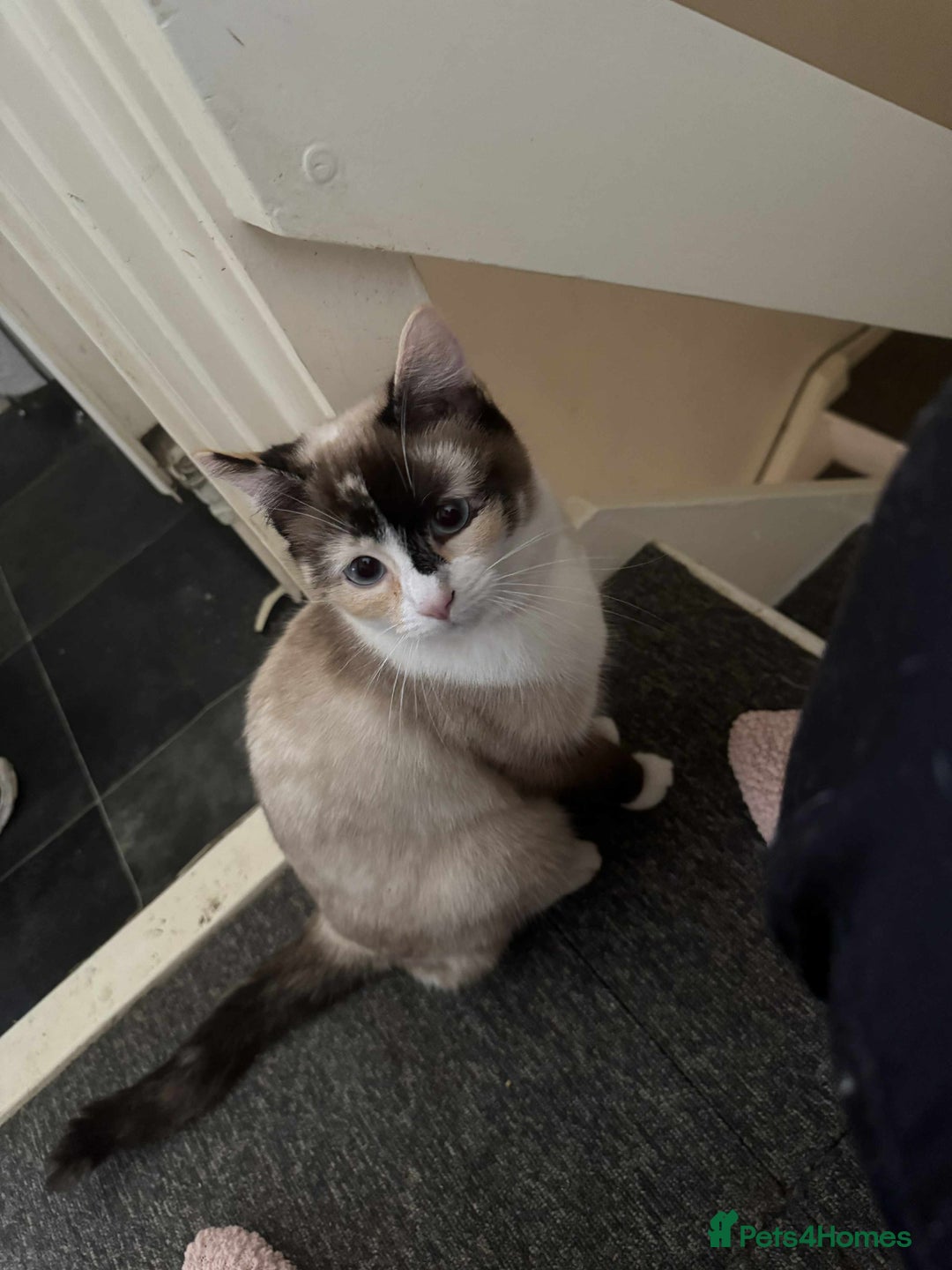Mixed Breed cats for sale: Ragdoll cross  - Advert 1
