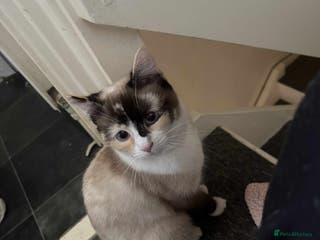 Mixed Breed cats Ragdoll cross - Advert 5