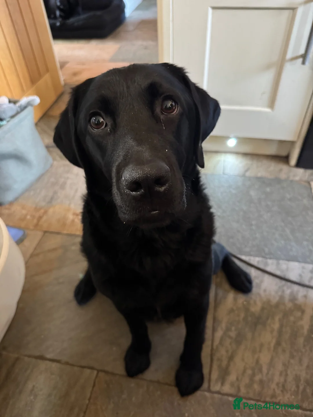 Labrador Retriever dogs for sale: Beautiful Labrador Puppies – 20yr Family Line - Advert 4
