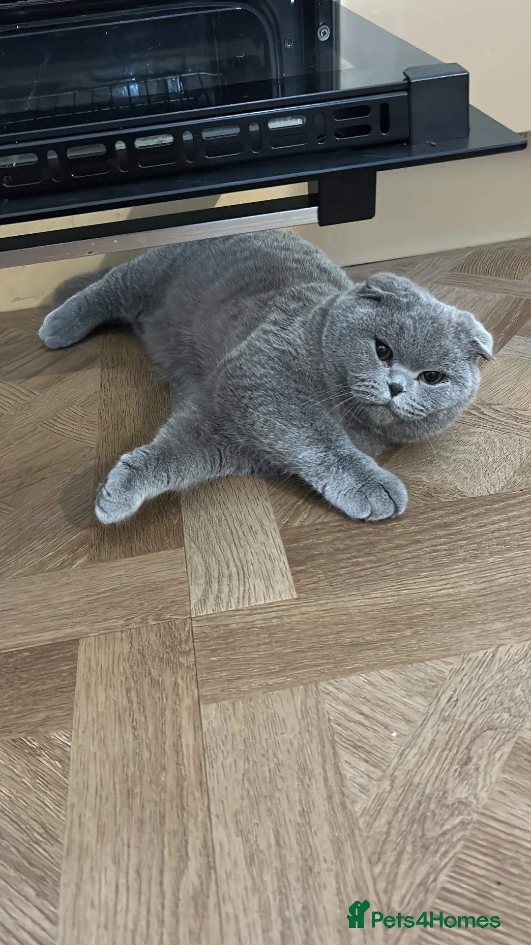 Scottish Fold cats for sale: 3 Scottish Fold kittens looking for new homes - Advert 2