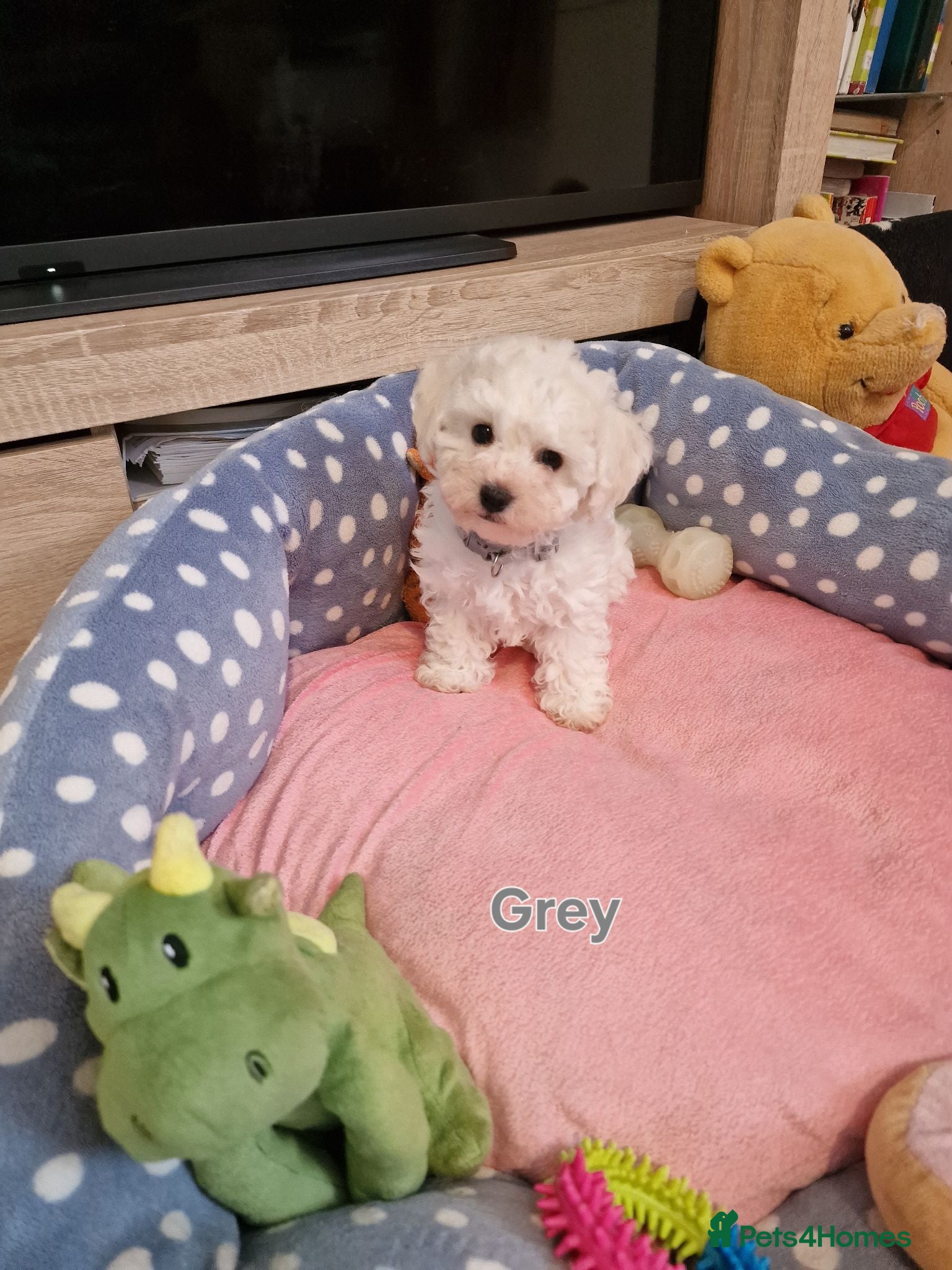 Bichon Frise dogs Bichon Frise Puppies Champion Bloodline Ready Now - Advert 2