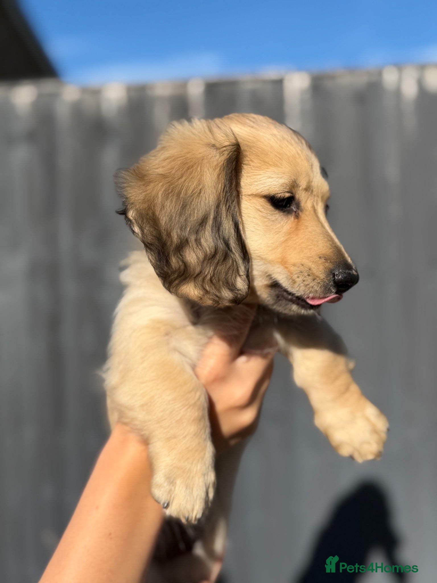 Miniature Dachshund dogs Ready Now! 2 Beautiful Cream Boys left 🤍  - Advert 2