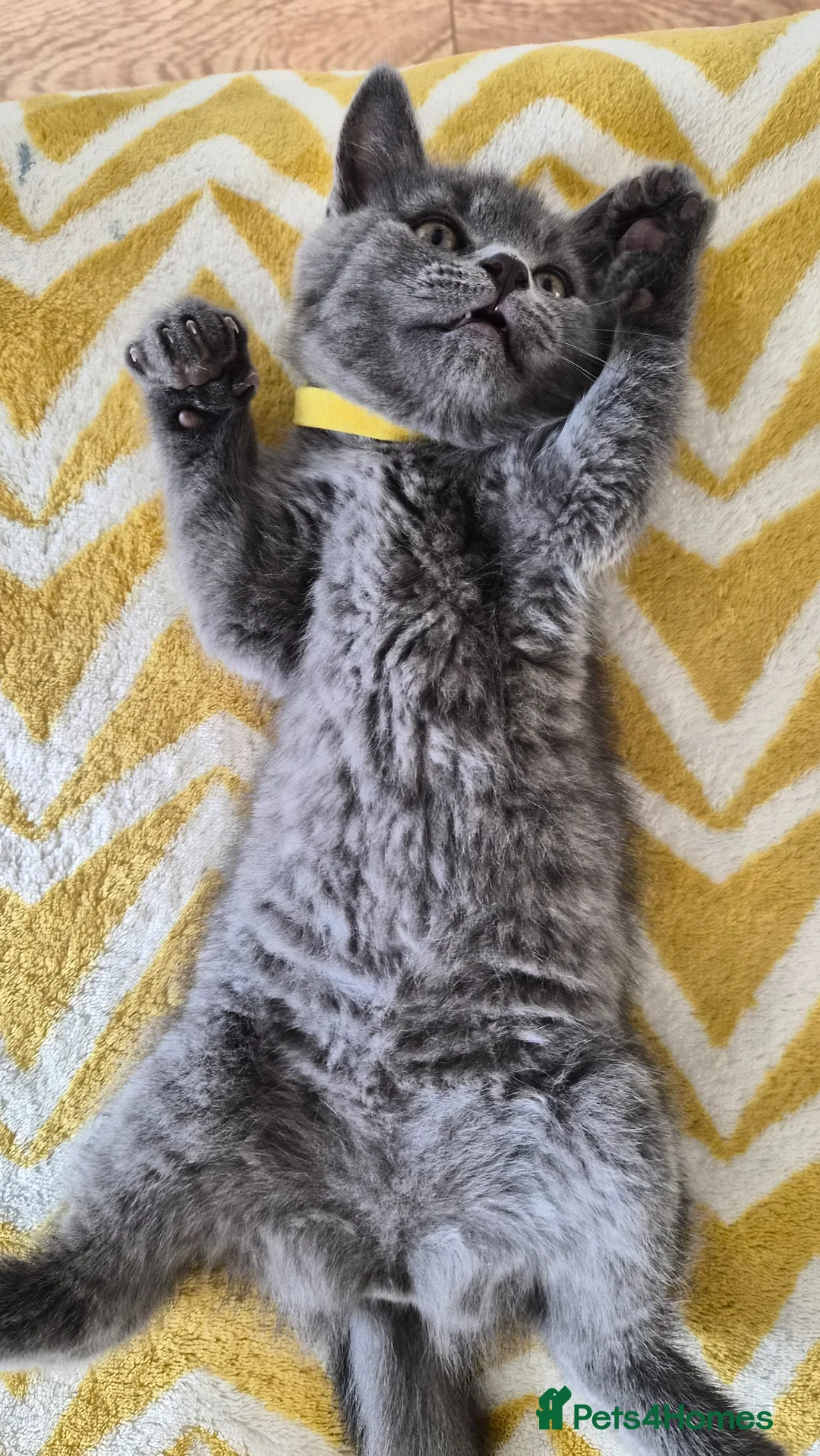 British Shorthair cats for sale: Beautiful British Shorthair Cross Kittens - Advert 2