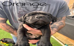 Cane Corso dogs for sale: Cane corso x pups - Image 10