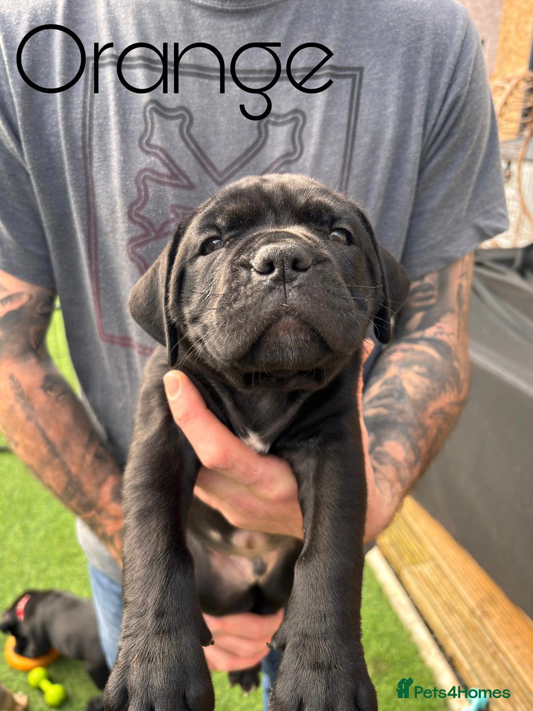 Cane Corso dogs for sale: Cane corso x pups - Image 10