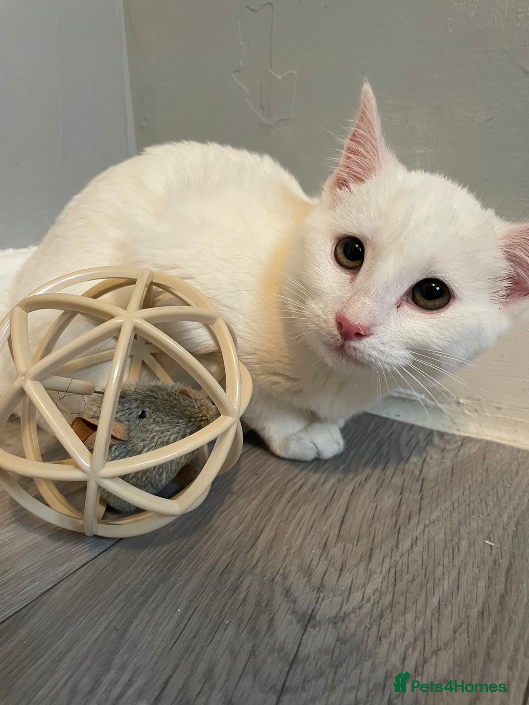 Mixed Breed cats for sale: Rare kittens for sale ready now  - Advert 6