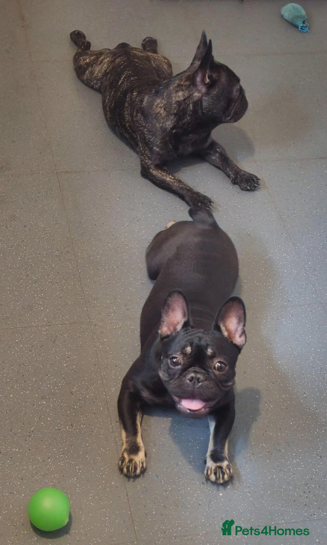French Bulldog dogs for sale: 4 lovely french bulldog  - Advert 1