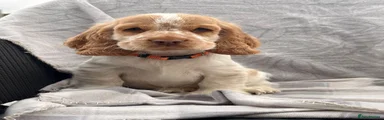 Orange Collar