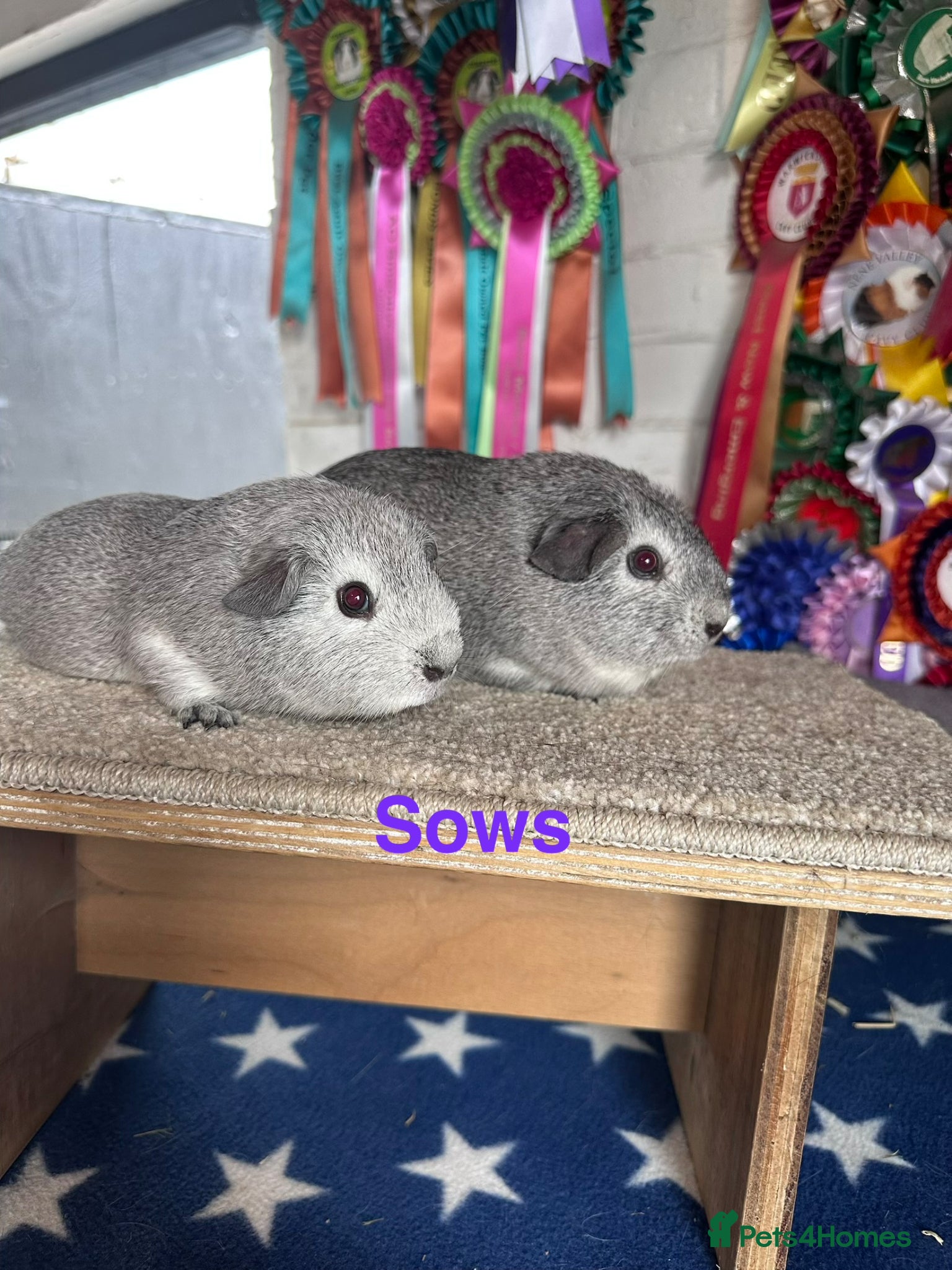 Guinea Pig rodents Bonded Pairs Of Baby Boars & Sows Lots Availabl - Advert 1
