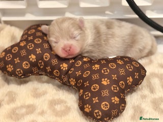 Pomeranian dogs Small & Fluffy Pomeranian Puppies Ready to Reserve - Advert 1