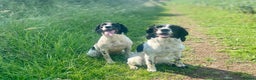 English Springer Spaniel dogs for sale: English Springer Spaniel Puppies Waiting List!! - Advert 4