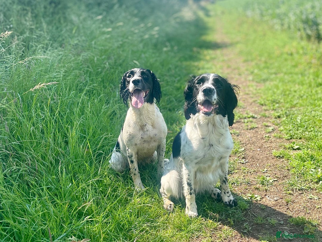 English Springer Spaniel dogs for sale: English Springer Spaniel Puppies Waiting List!! - Advert 4