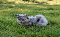 Pomsky dogs for sale: Merle Genuine Toy Size  Pomsky Puppies - Image 17