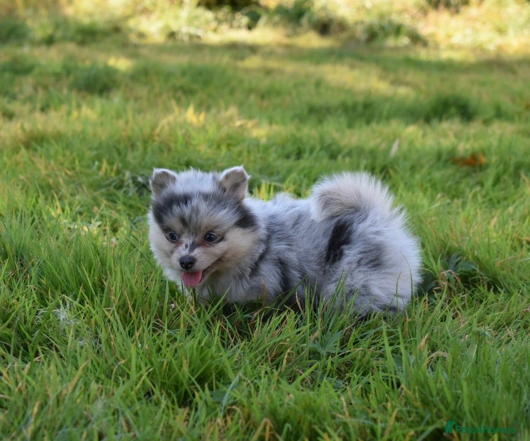 Pomsky dogs for sale: Merle Genuine Toy Size  Pomsky Puppies - Image 17