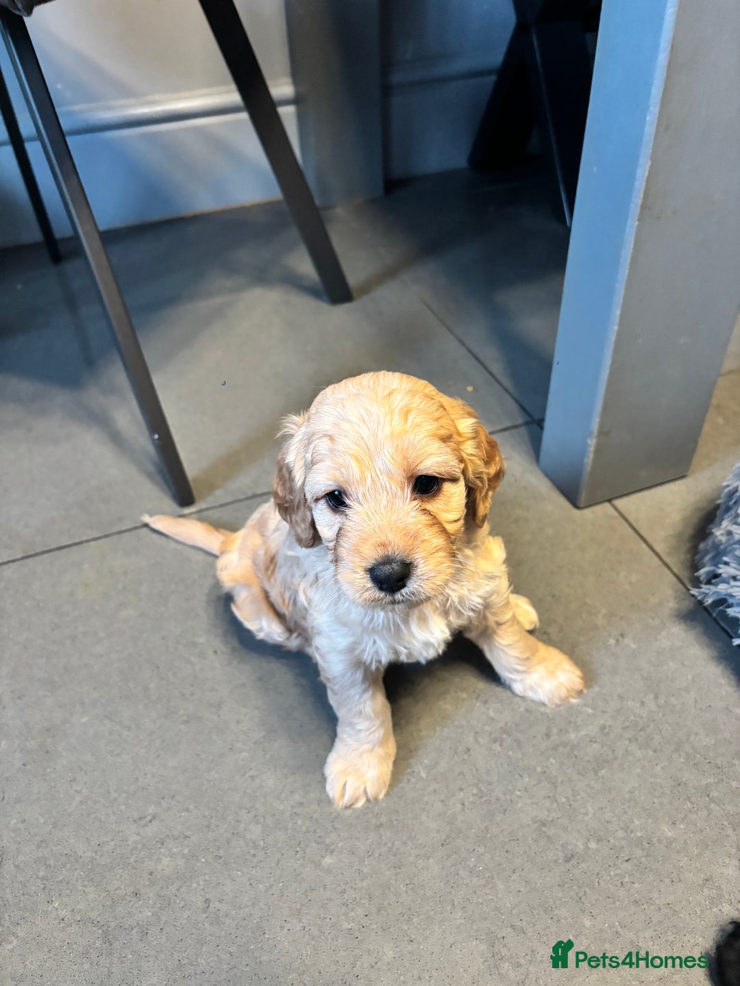 Cockapoo dogs for sale: F1 cockerpoo puppies  - Advert 23